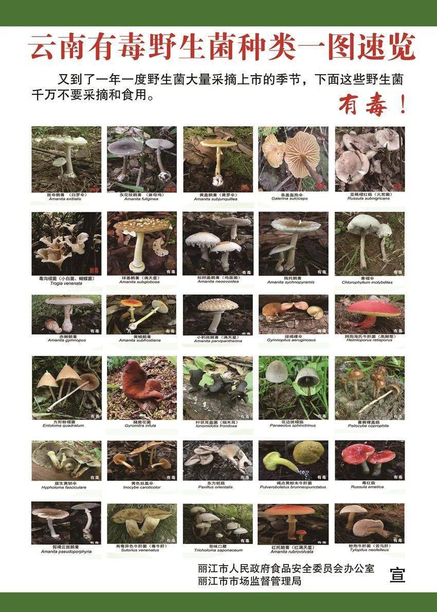 【丽江关注】大蒜真能鉴别野生菌的毒素吗?相关部门回应