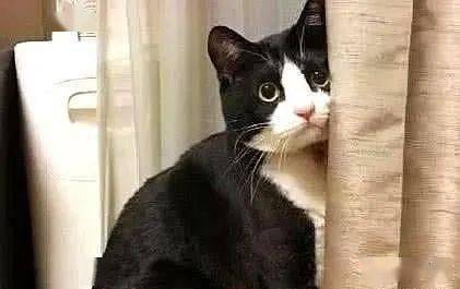 猫咪打碎主人杯子被教训,猫咪伤心大哭,猫咪气不过竟然要跳窗