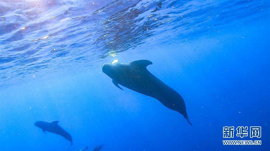 游现象,来源,海豚,南海|科研人员在南海记录短肢领航鲸与弗氏海豚混游现象