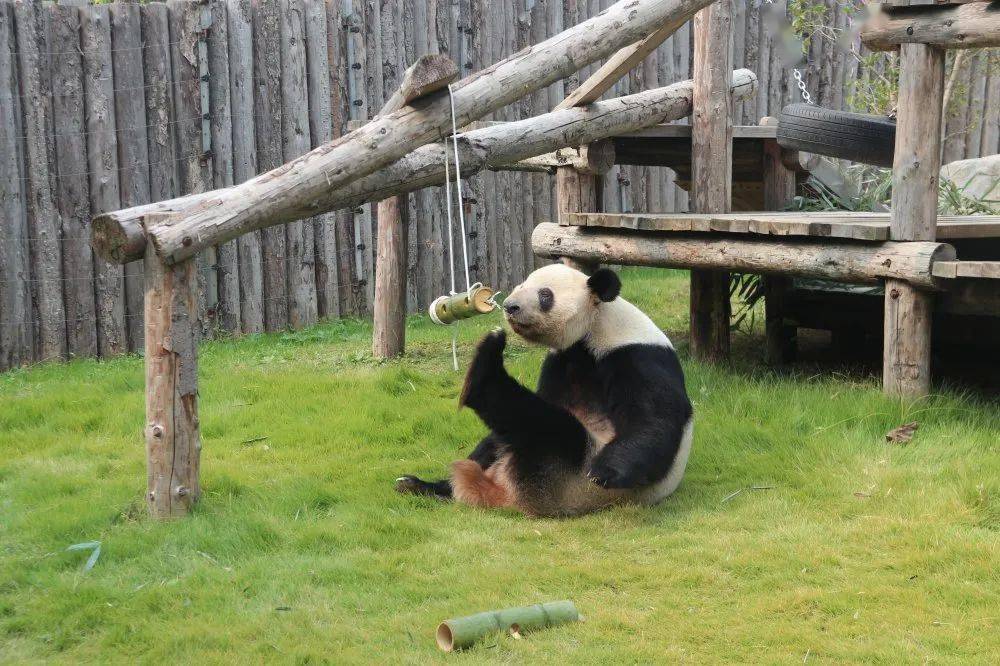 大熊猫抵美50周年_熊猫金银币30周年_熊猫币35周年