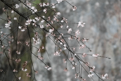 在这里,淡淡听风,轻轻赏雨,禅意随着山岚缥缈;山中漫步,林间闲坐,心若
