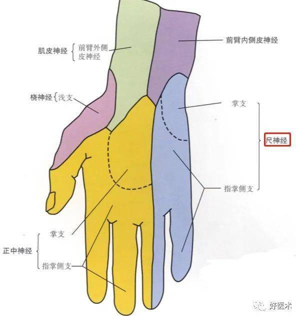 半背面的皮肤(中指和环指的分支只到第1指节背面,余部由正中神经分布)