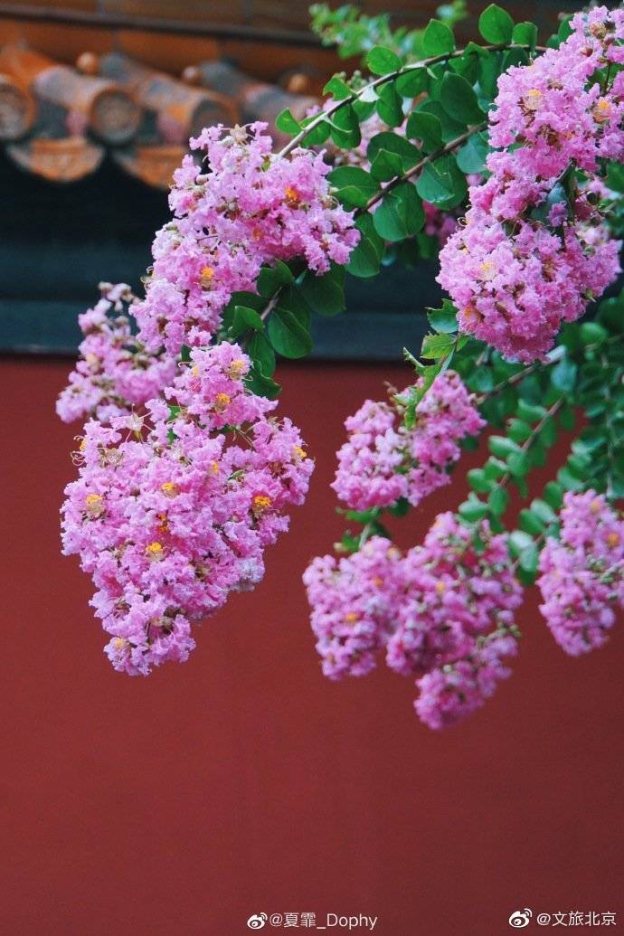 _Dophy|在颐和园品夏花盛放
