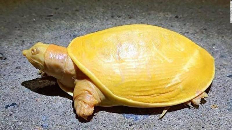 印度发现罕见金黄色乌龟!专家:或是白化病变种,长到成年很不易