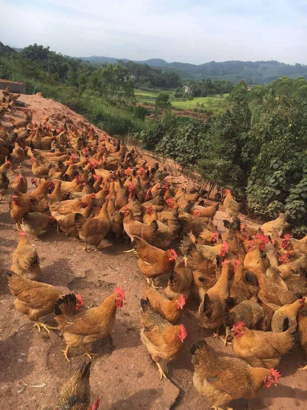 运用部分发酵饲料鸡群靓丽鸡肉味美鸡场不臭病少降低成本效益好