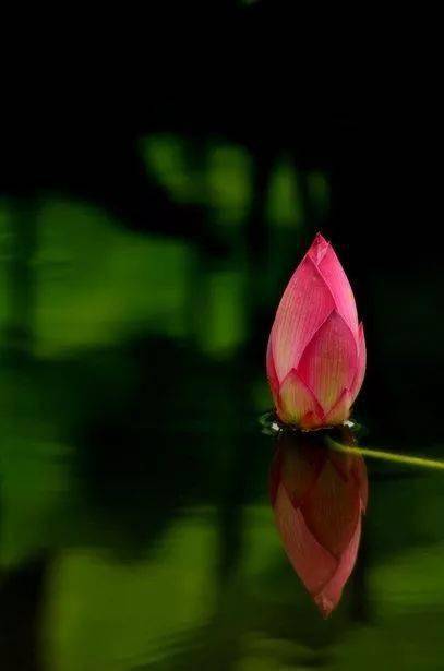 小荷才露尖尖角猜一成语_小荷才露尖尖角图片