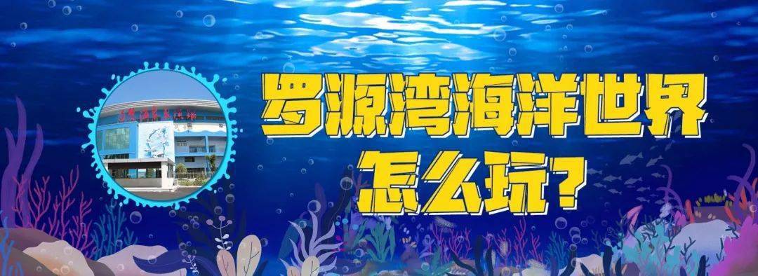 在300亩海洋世界,与海豚,白鲸,鲨鱼等300 海洋物种做盆友!