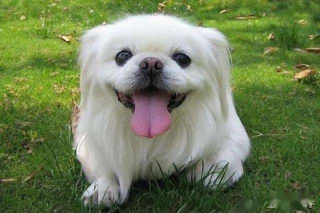 狗狗排行榜之十大最笨的狗狗,你家狗狗第几名?