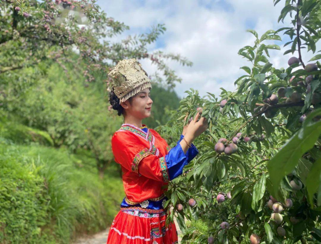 与"李"有约,一起领略龙滩珍珠李的美妙滋味吧!_天峨