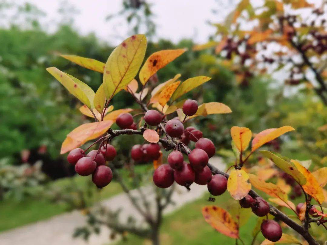 海棠果实缀满枝，到底能吃不能吃？_搜狐网, image size:1080x810
