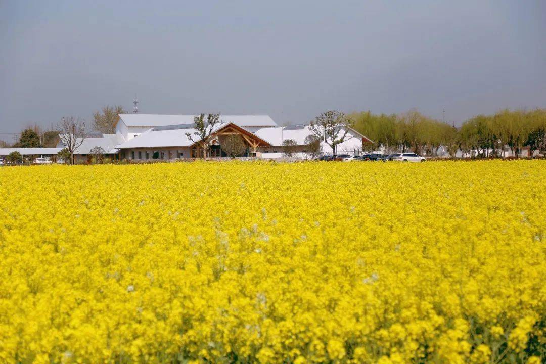 朱家角镇张马村上榜第二批全国乡村旅游重点村