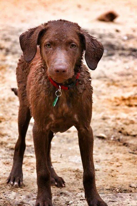 所以水性这么好的切萨皮克海湾寻回犬,在能乘风破浪的狗狗中,绝对能