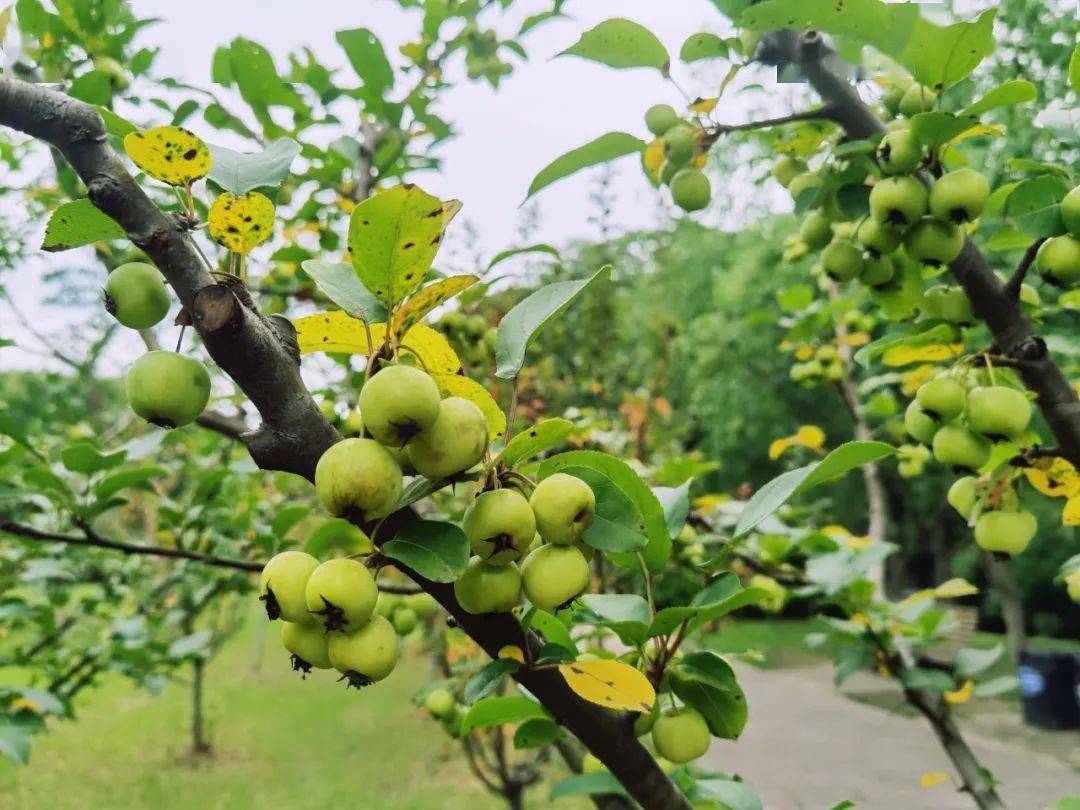 海棠果实缀满枝，到底能吃不能吃？_搜狐网, image size:1080x810