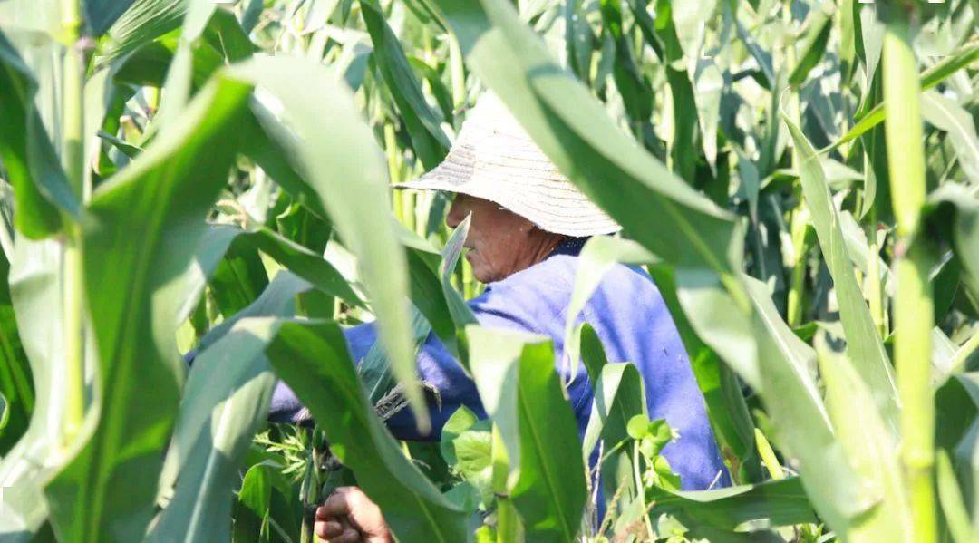 黑珍珠|营养健胃，全家老少都爱吃！玉米界的黑珍珠！香甜软糯