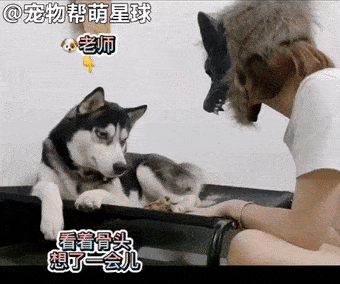 送出去当铲屎官装狼来吓唬自家二哈  想看看家里的