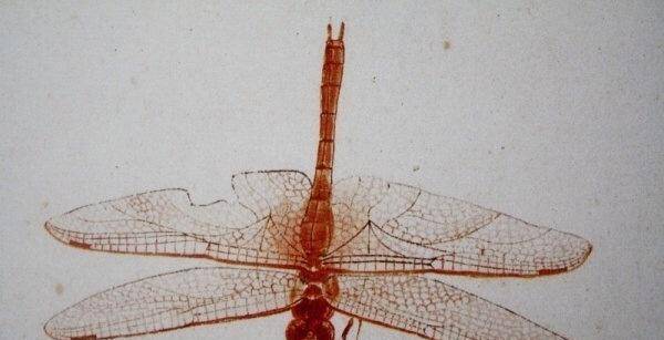 齐白石的工笔蜻蜓,形象真实,比照片有艺术感染力!