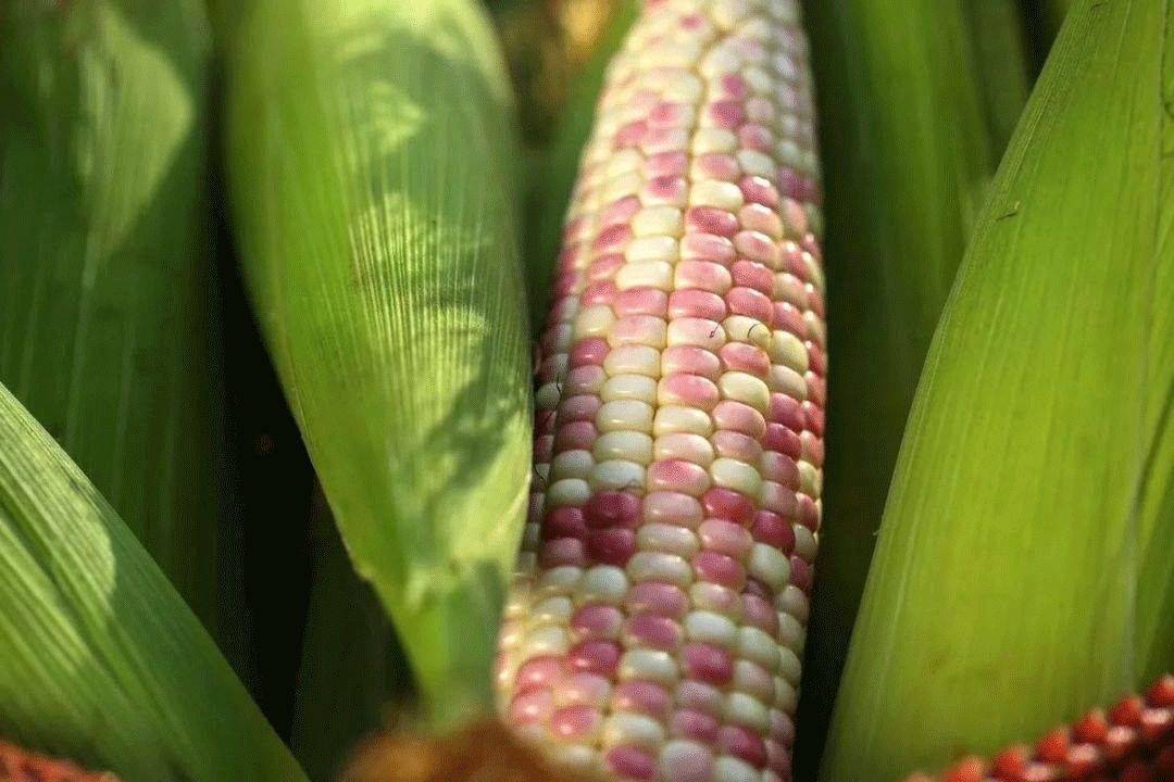 解药|解药很甜思念很玄