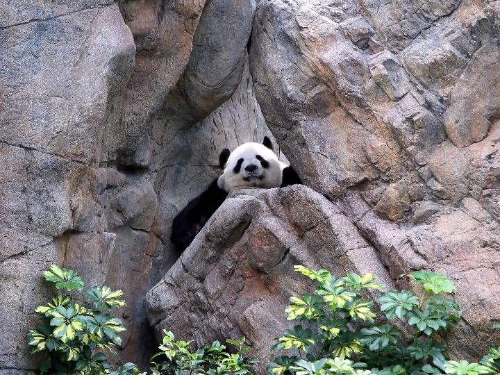 香港大熊猫盈盈出现怀孕迹象
