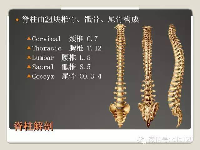 脊柱解剖基础与阅片