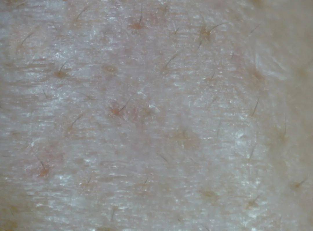 张天|张天爱比杨幂会“撩”?让小奶狗痴迷的她,到底有啥不一样?