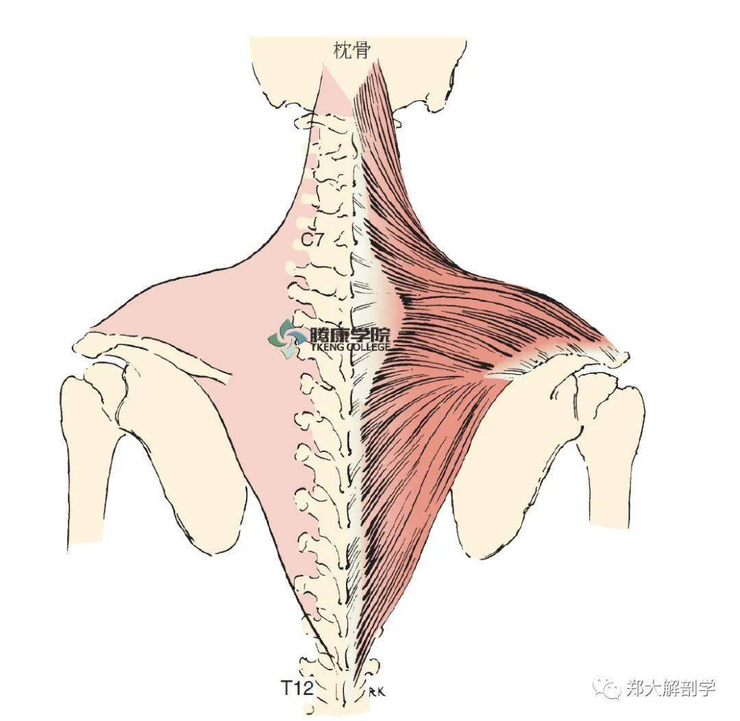 肩部肌肉