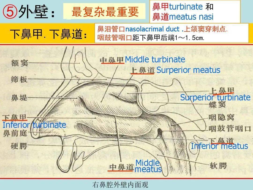 鼻的影像解剖