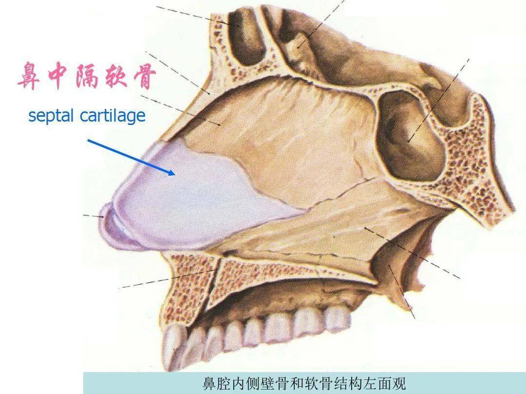 鼻的影像解剖