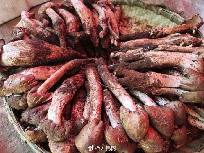 中毒事件|云南2020年野生菌中毒事件273起