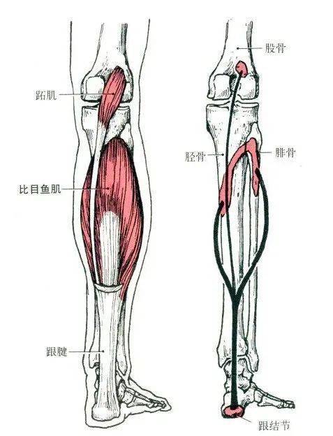 腹横肌,腹直肌的解剖