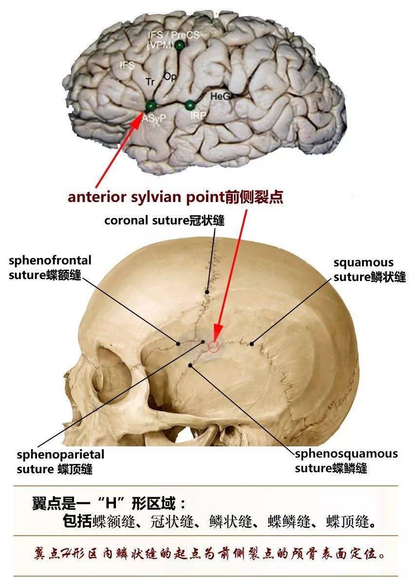 影像解剖超全详解丨一文读懂颅骨解剖美图分享