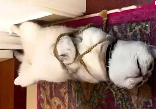猫咪无事大闹厨房,被主人五花大绑惩罚,脸上表情逗得主人狂笑