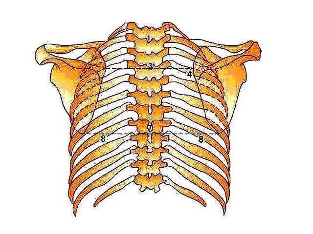 t12:t10的肋骨将从背部转到前侧的最下缘之水平连线,碰触水平线之椎体