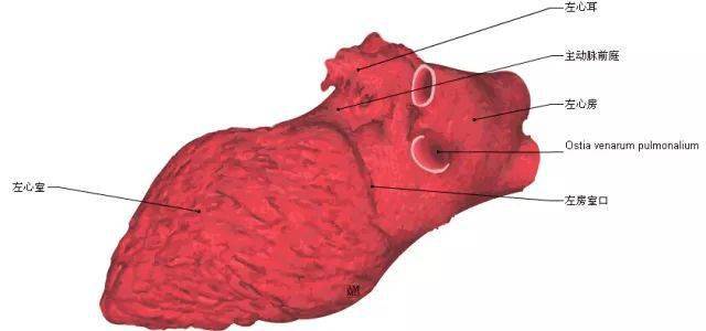 影像解剖这组心脏解剖图太赞了珍藏