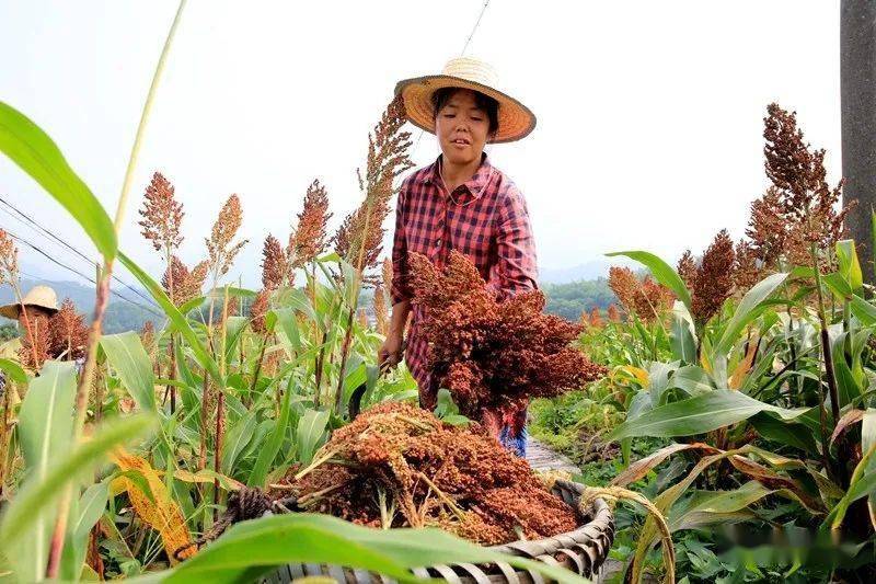 在叙永县龙凤镇凉伞坡村4社的千亩高粱种植基地里一片欢声笑语,种植户