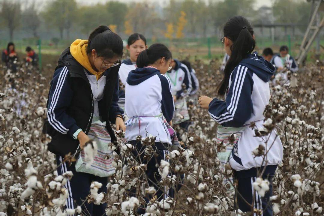 农业生产丨棉花采摘