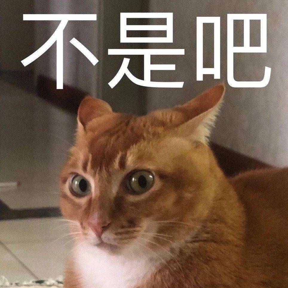 网红猫咪 | 沙雕猫咪敦敦表情包(四)