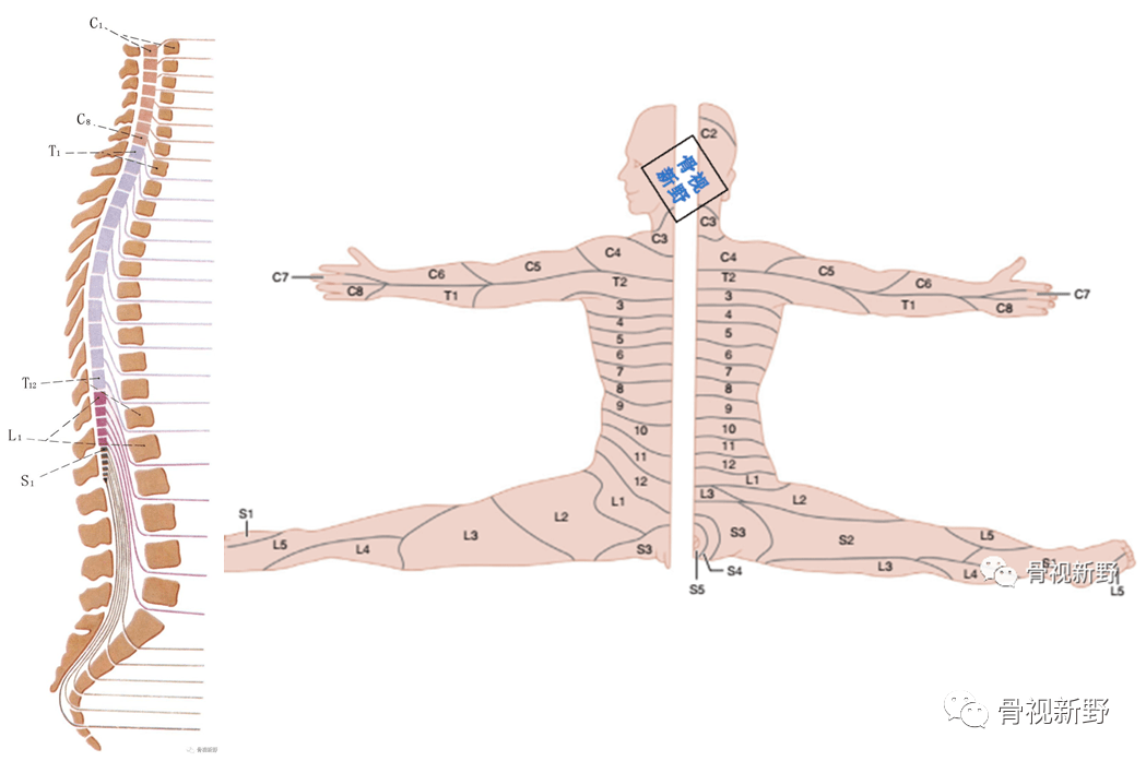 脊神经呈左右对称的节段性分布,包括肌节和皮节.