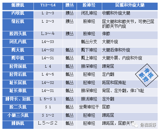 图解脊神经节段性支配