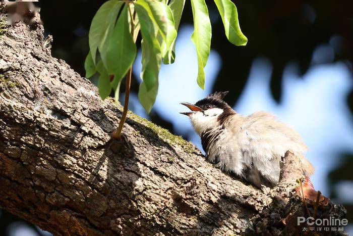 慢动作|2.6w还买不到？EOS R5玩8K视频，高端PC直接崩