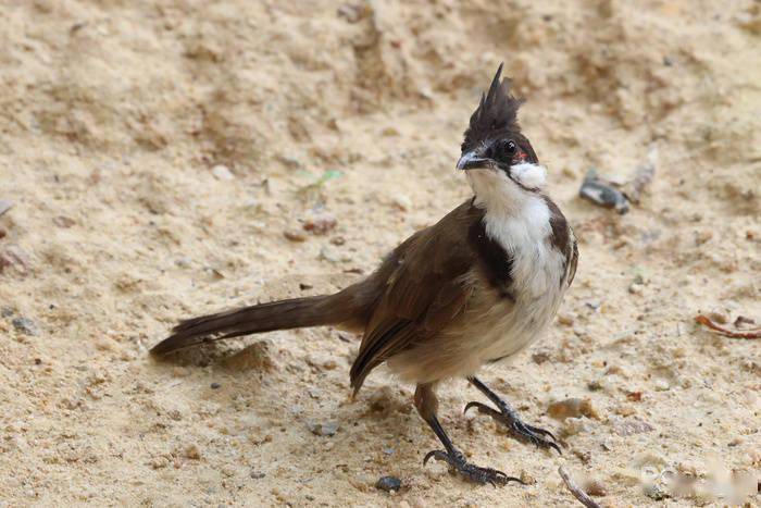 慢动作|2.6w还买不到？EOS R5玩8K视频，高端PC直接崩