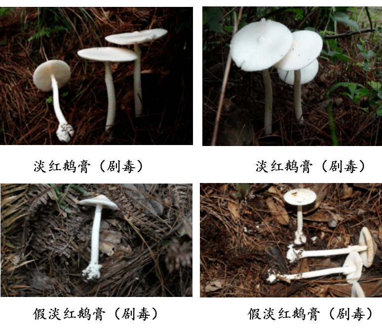 2,灰花纹鹅膏和拟灰花纹鹅膏