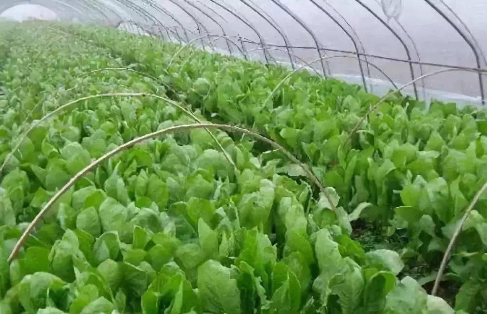 笋是什么时间种植的 5a7d0a10af194a04b0e0e51b833c6d2e.jpeg