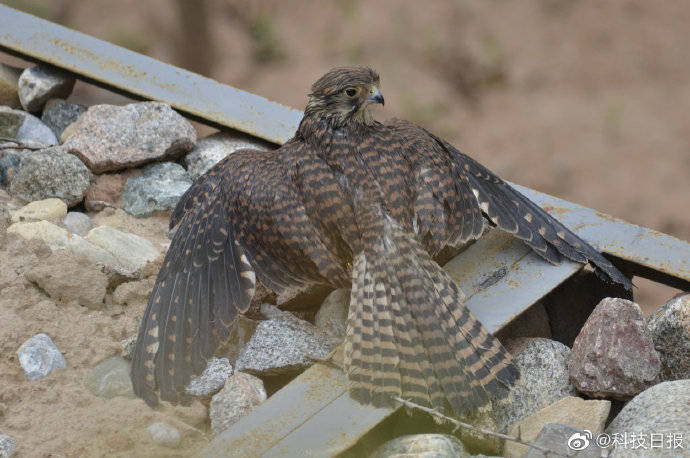 动物|“大胆翱翔吧！”5只国家二级保护动物红隼重回大自然