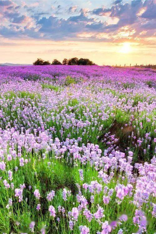 最美的花海 88a75d506ffb4985bd7890d5d2e324c9.jpeg