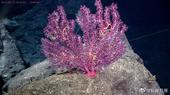 深海|中科院海洋所命名5个深海生物新物种