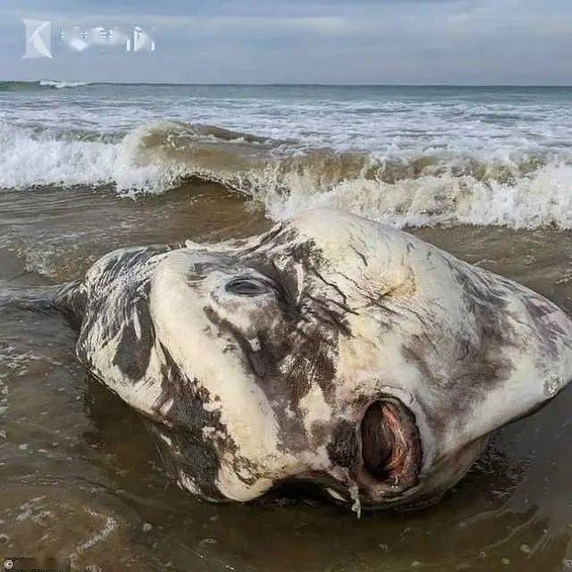 澳大利亚海滩惊现奇葩生物 长相如外星人_翻车鱼