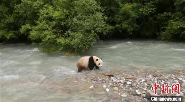 罗春平|四川平武王朗保护区近距离拍到野生大熊猫