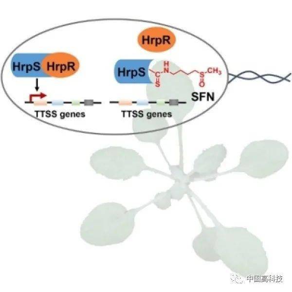 植物细胞融合依据的生物学原理是什么(3)