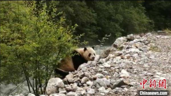 罗春平|四川平武王朗保护区近距离拍到野生大熊猫