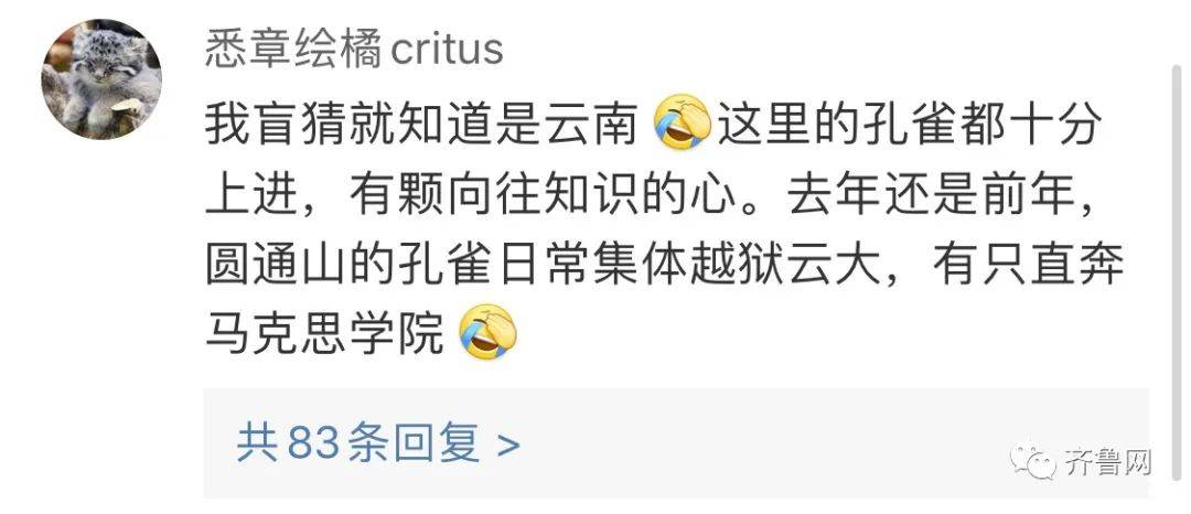 孔雀|长得美还“好学”！孔雀溜进图书馆赶都赶不走，网友：这是要参加明年的高考吗